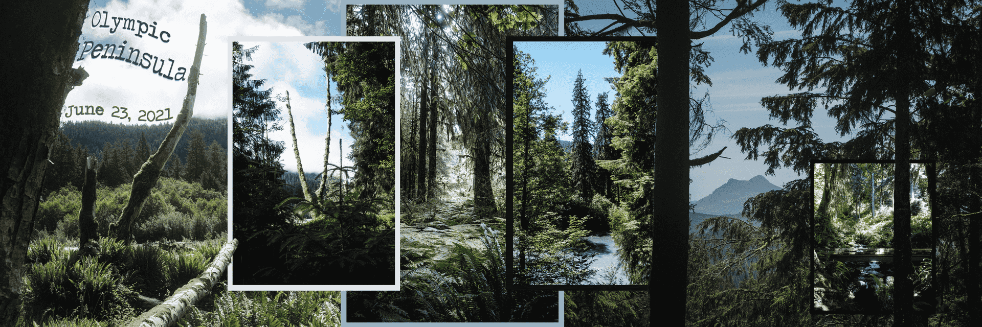 the olympic peninsula artboard